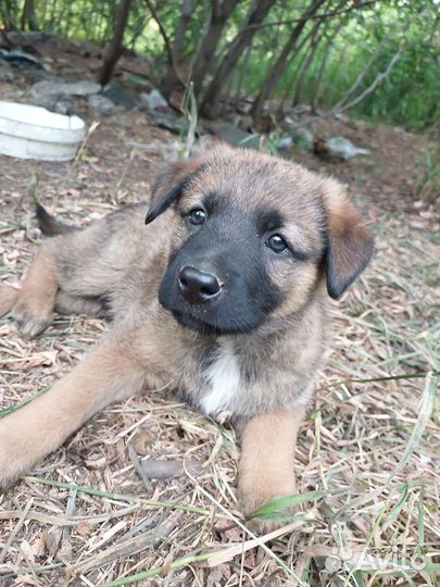 Собака в добрые руки отдам бесплатно
