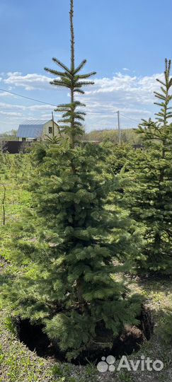 Ель колючая сизая