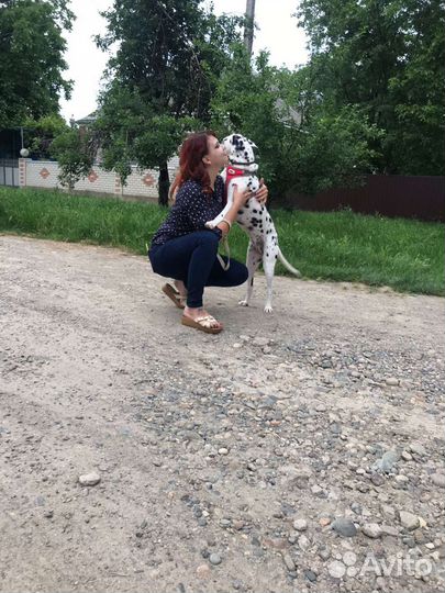 Долматинец