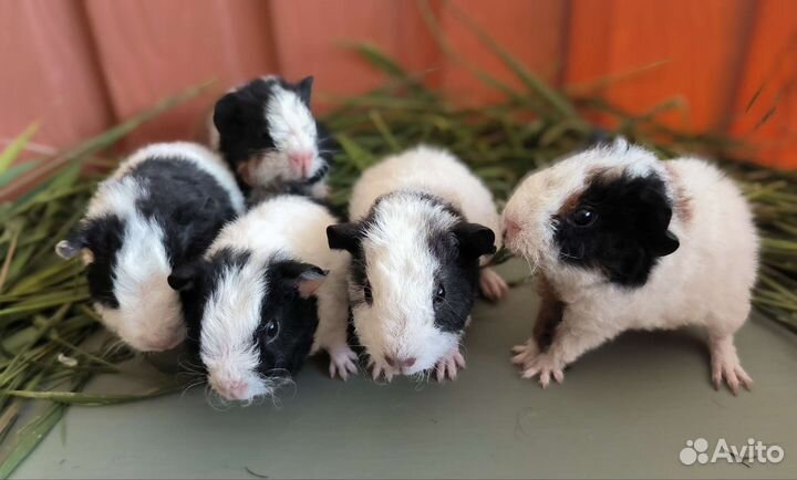 Морская свинка американский тедди