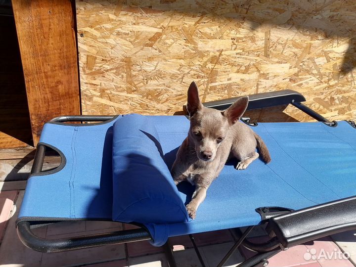 Вязка чихуахуа девочка