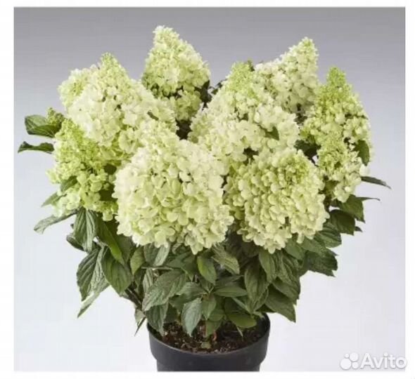 Гортензия панателла, панорама