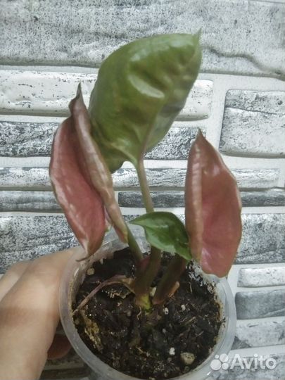 Сингониум клубничный лёд