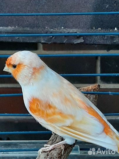 Кенара и канарейки