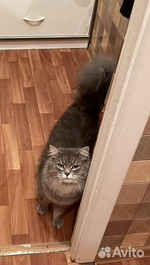 Отдается котик в добрые руки