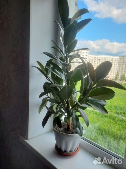 Фикус