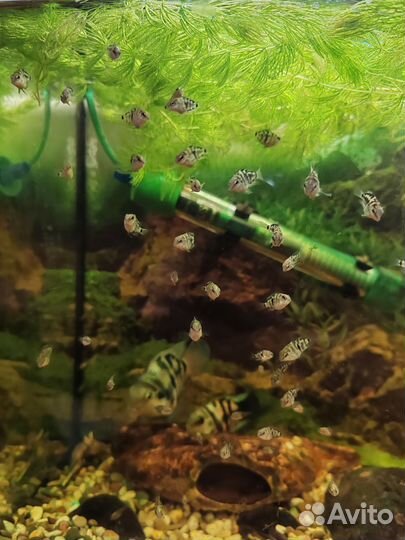 Мальки Сапфирового попугая