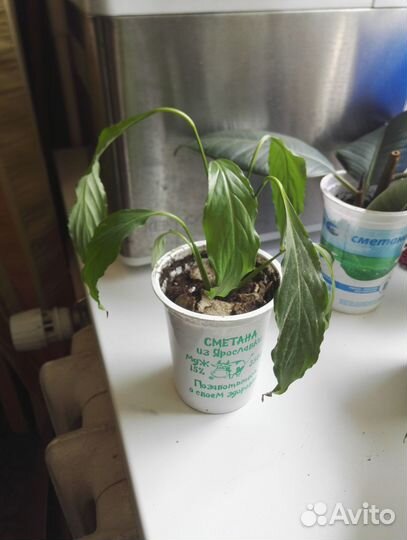 Фикус орхидея лудизия шефлера кордилина фиалки