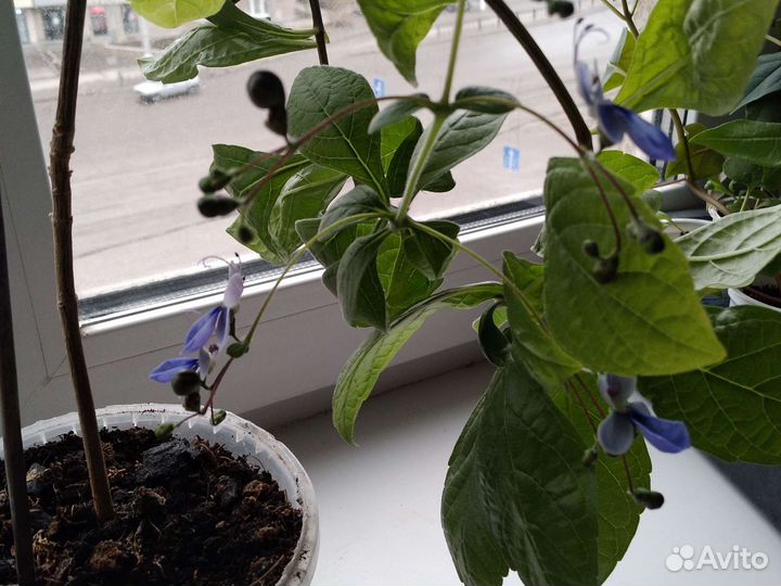 Клеродендрум угандийский