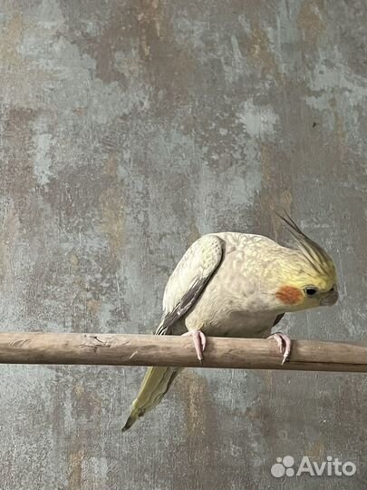 Попугай корелла самка