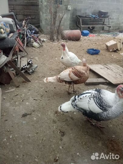 Индюки домашние