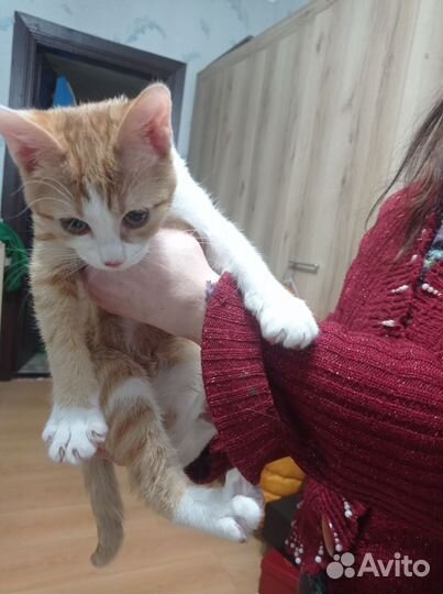 Кошка 3,5 мес