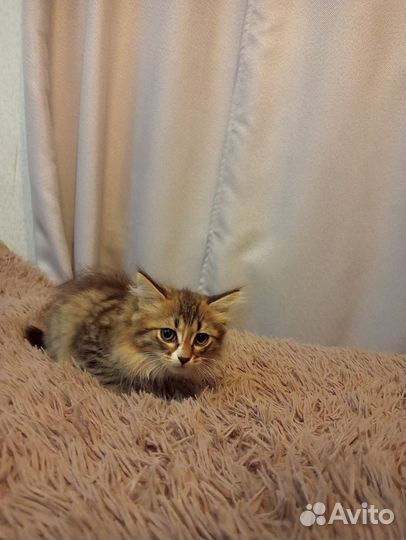 Сибирская кошка бесплатно