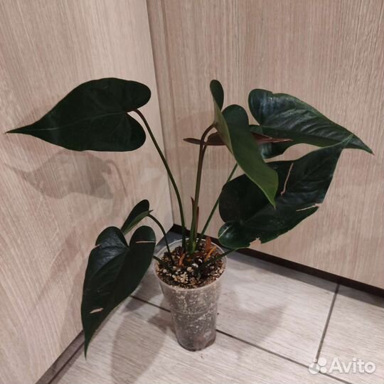 Антуриум Джамбо блэк (Jambo black)