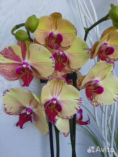 Орхидея Подарок