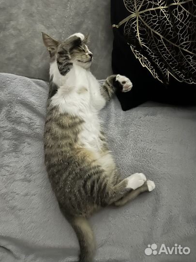 Спасите котика от приюта
