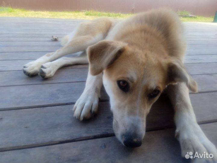 Метис лайки