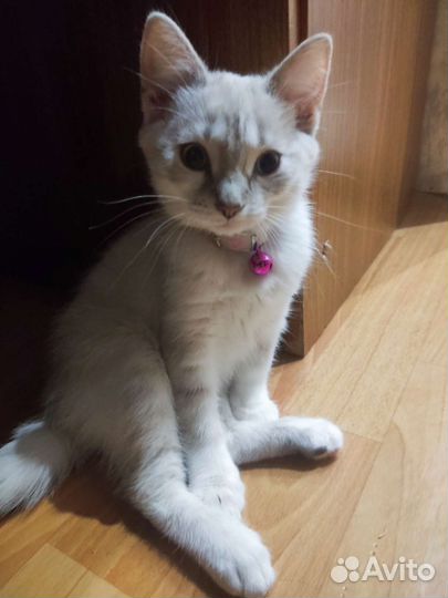 Кошка бесплатно