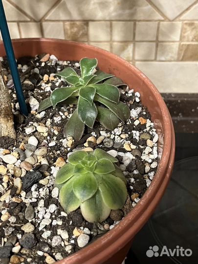 Эониум Декорум и компания