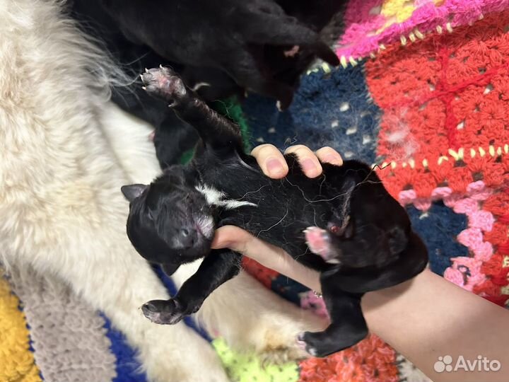 Щенки немецкой овчарки в добрые руки