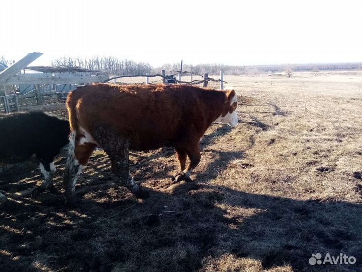 Коровы,телята