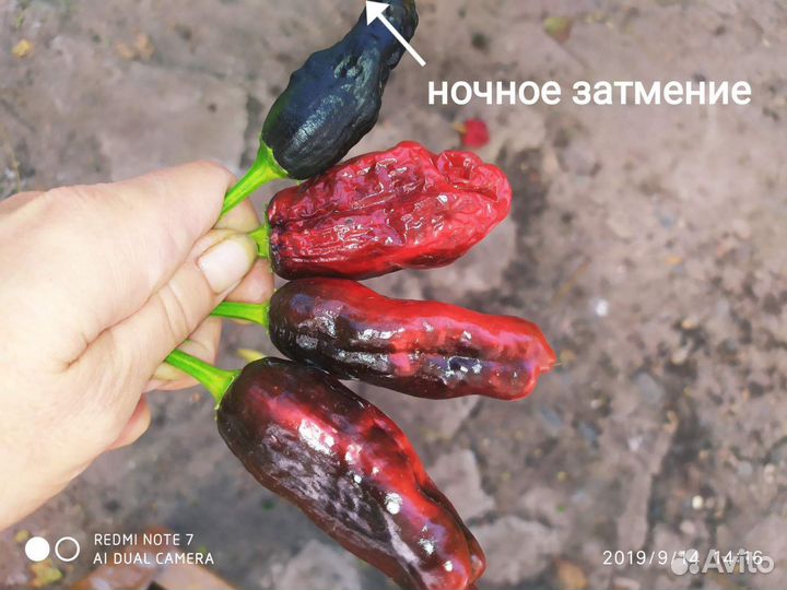 Семена острого перца