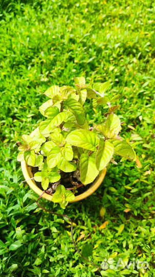 Почвопокровные растения