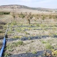 Участок 25 га (СНТ, ДНП)