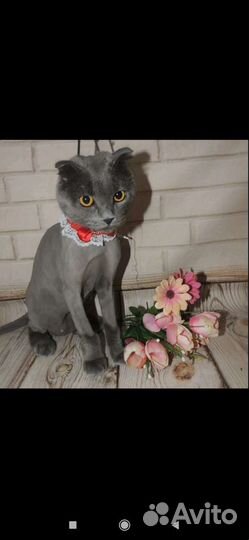 Кошка