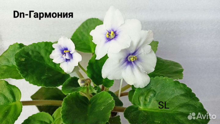 Детки сортовых фиалок