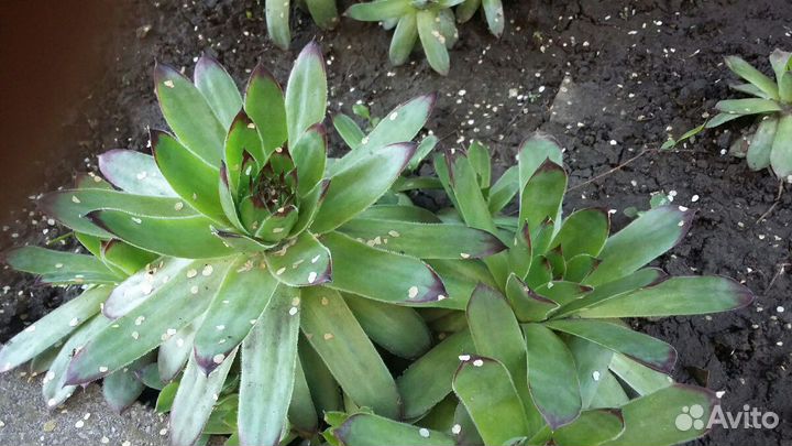 Каменная роза