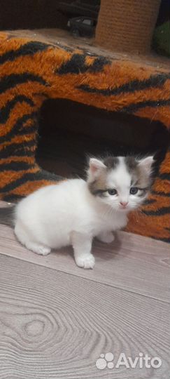 В добрые руки