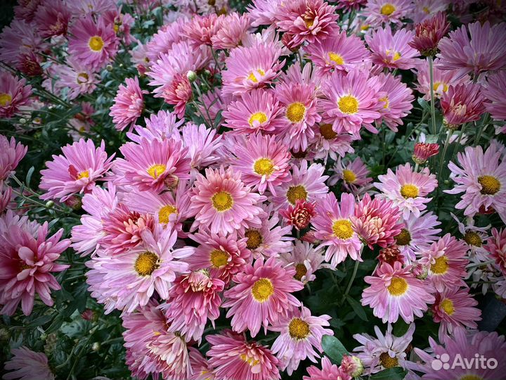 Хризантема ранняя