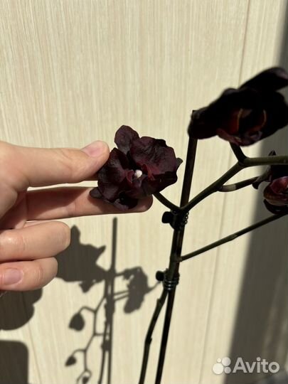 Орхидея фаленопсис