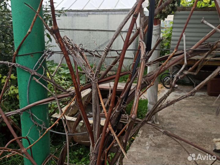 Виноградная лоза старая коряги