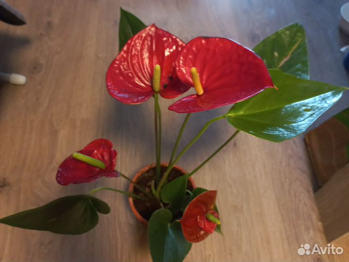 Антуриум saccuses red