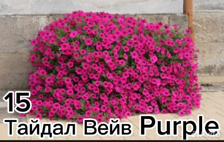Ампельная петуния