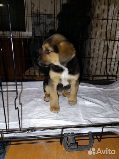 Эстонская гончая щенки