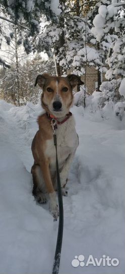 Собака девочка