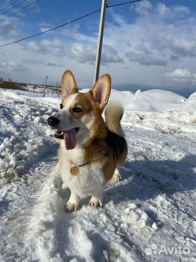 Выгул собак