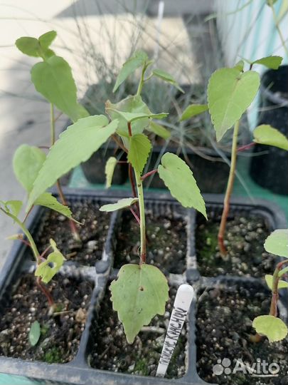 Гибискус красный, садовый. Овсянница сизая