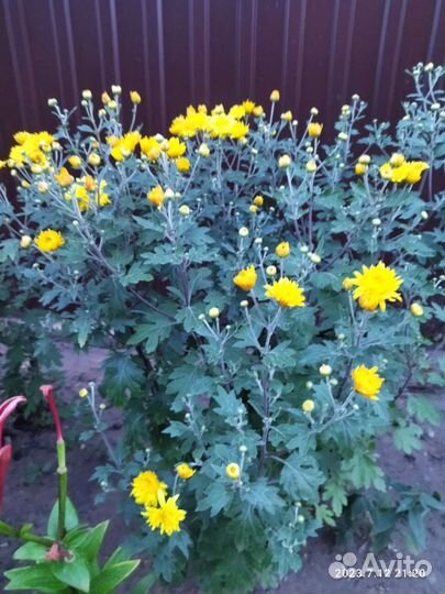 Хризантема