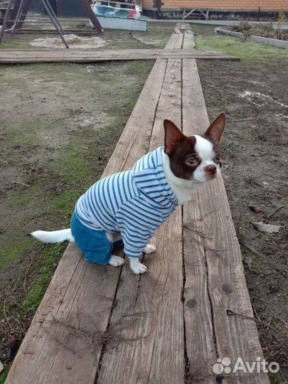 Чихуахуа вязка