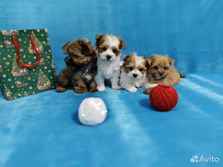 Русская салонная собака