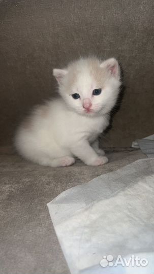 Кошки в добрые руки