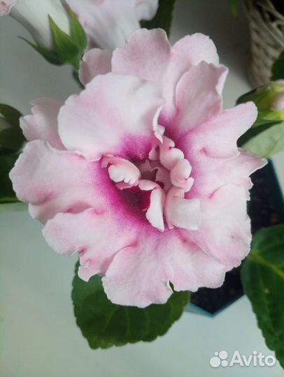 Глоксиния махровая