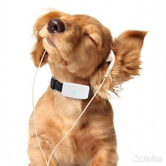 GPS трекер ошейник для животных tkstar TK911