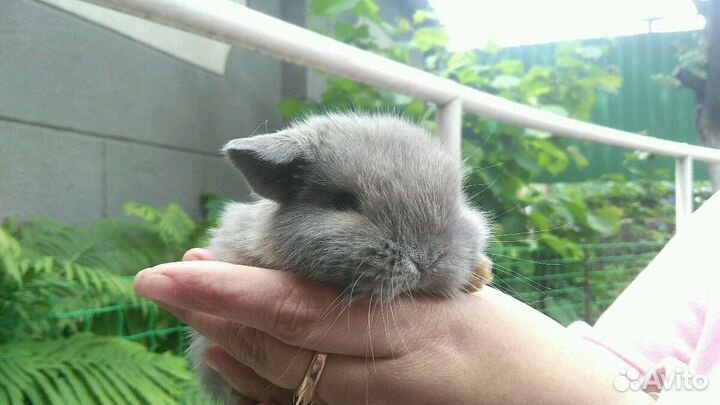 Вислоухие кролики