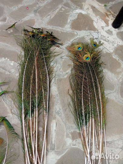 Павлиньи перья
