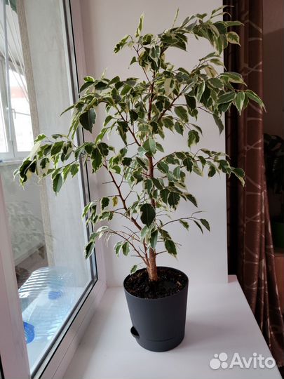 Фикус бенджамина белый